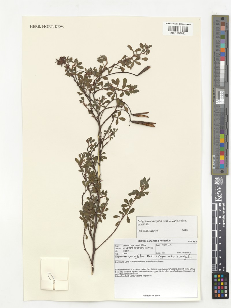 Indigofera cuneifolia var. cuneifolia photo 3