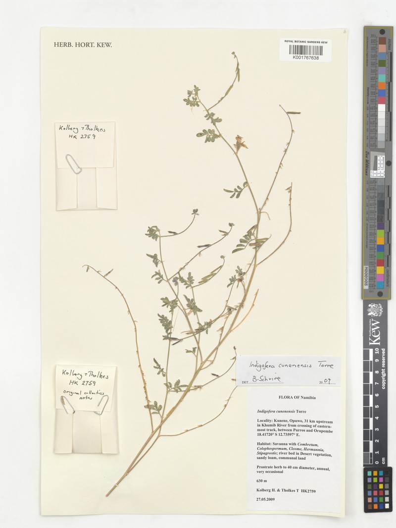 Indigofera cunenensis photo 7