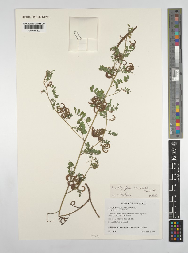 Indigofera curvata