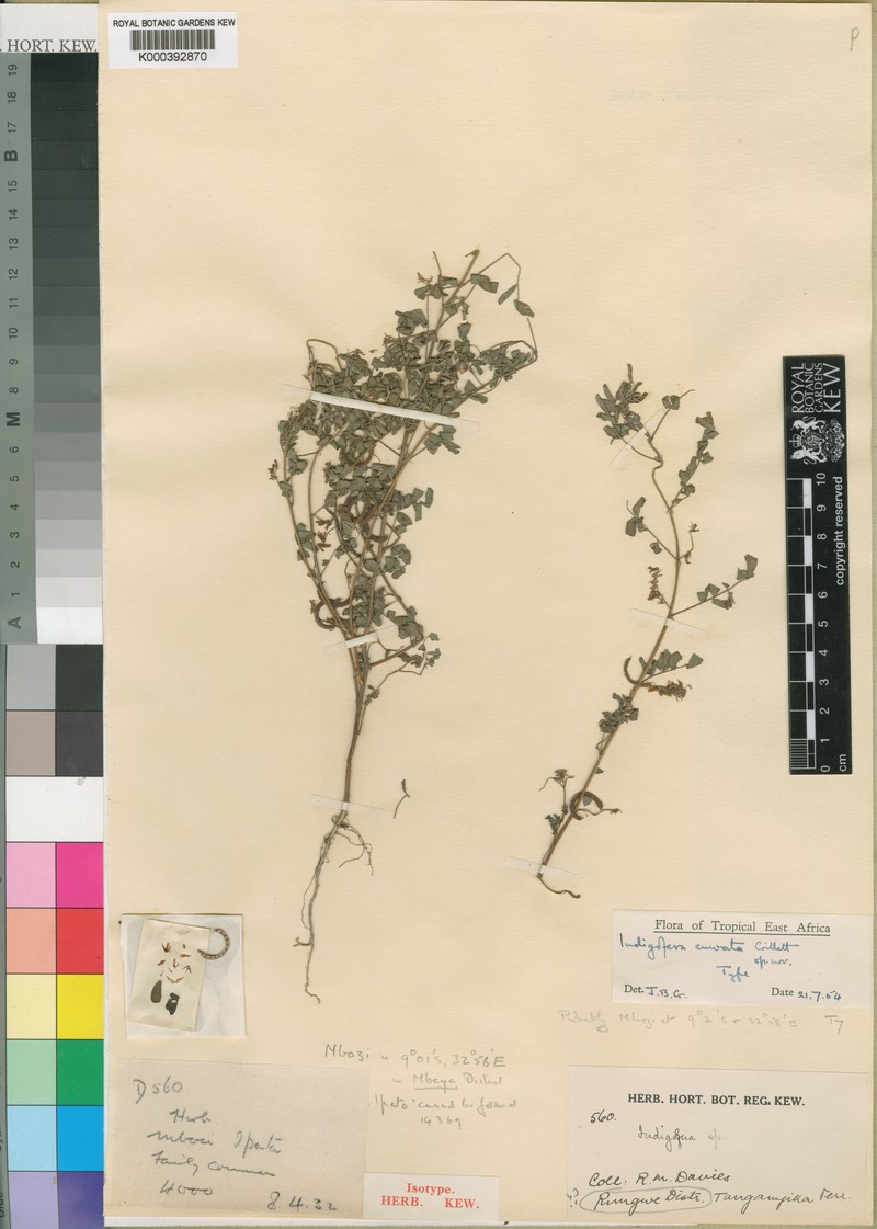 Indigofera curvata photo 2
