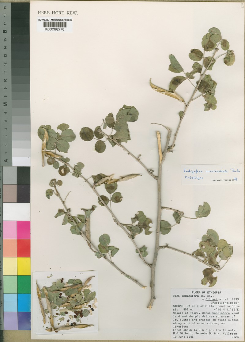 Indigofera curvirostrata