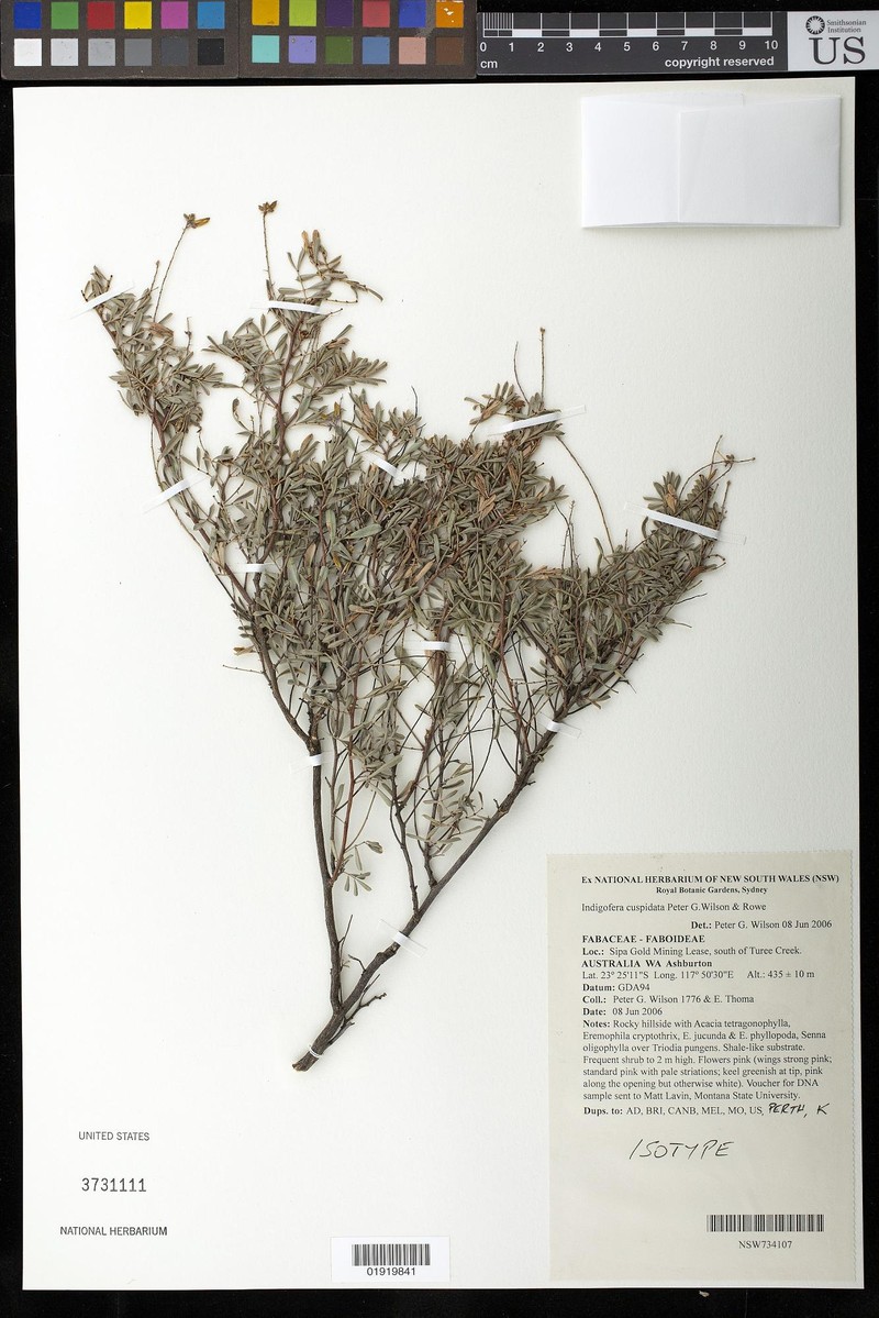 Indigofera cuspidata