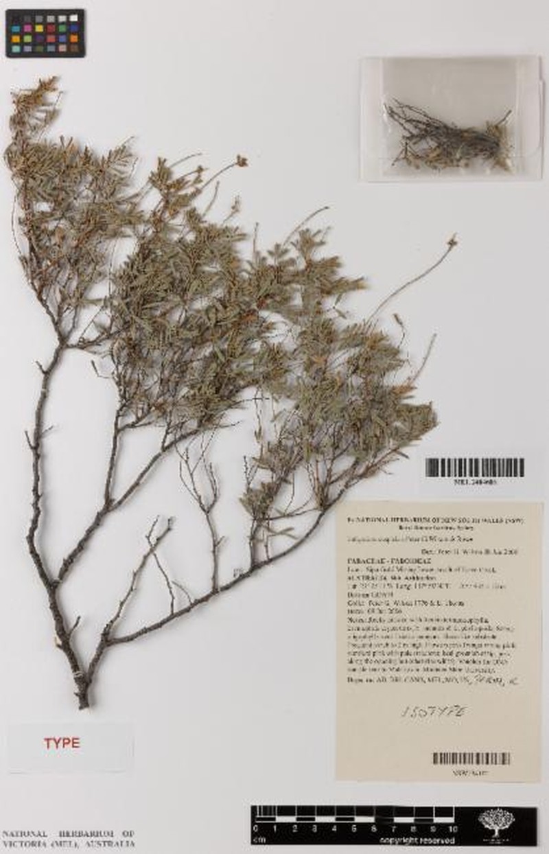 Indigofera cuspidata photo 2