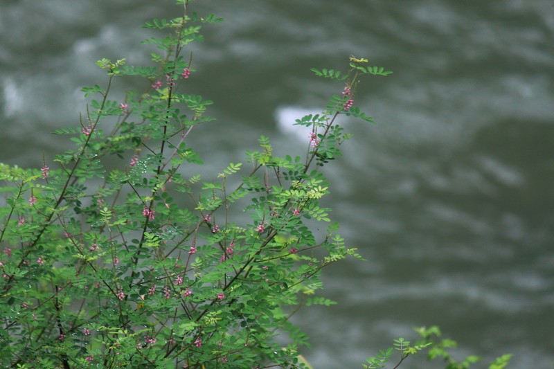 Indigofera cylindracea