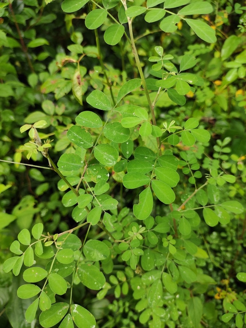 Indigofera cylindracea photo 2
