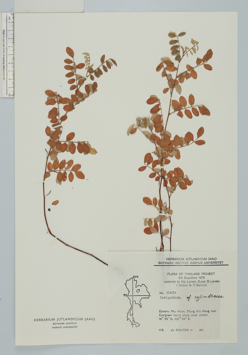 Indigofera cylindracea photo 3