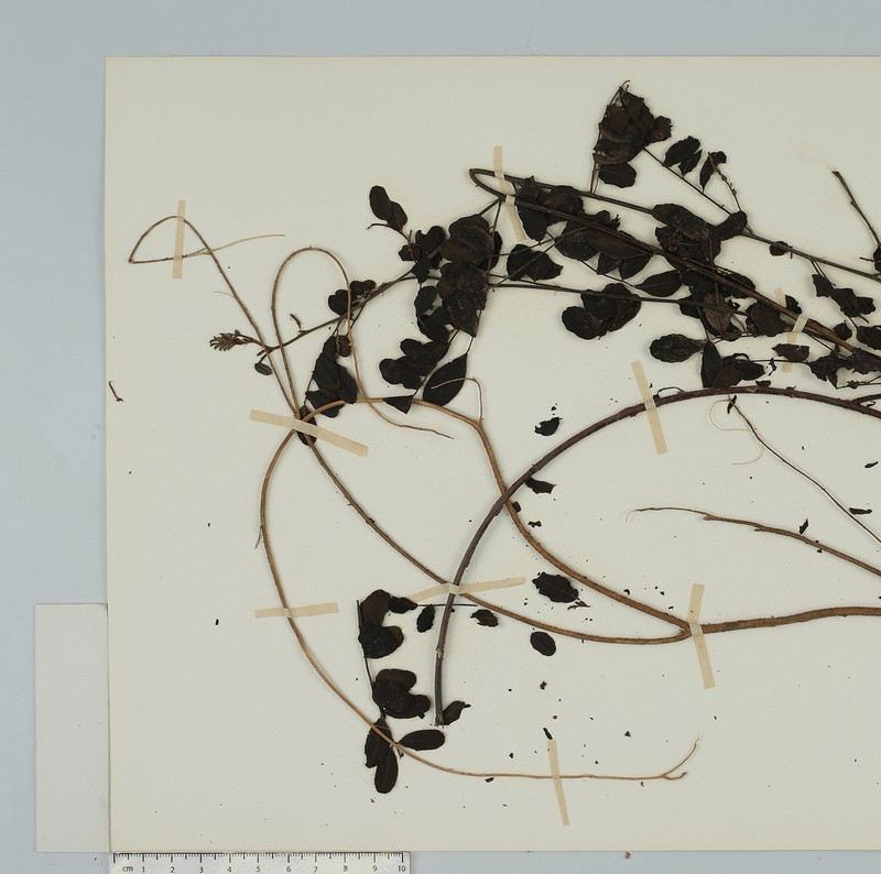 Indigofera cylindracea photo 4