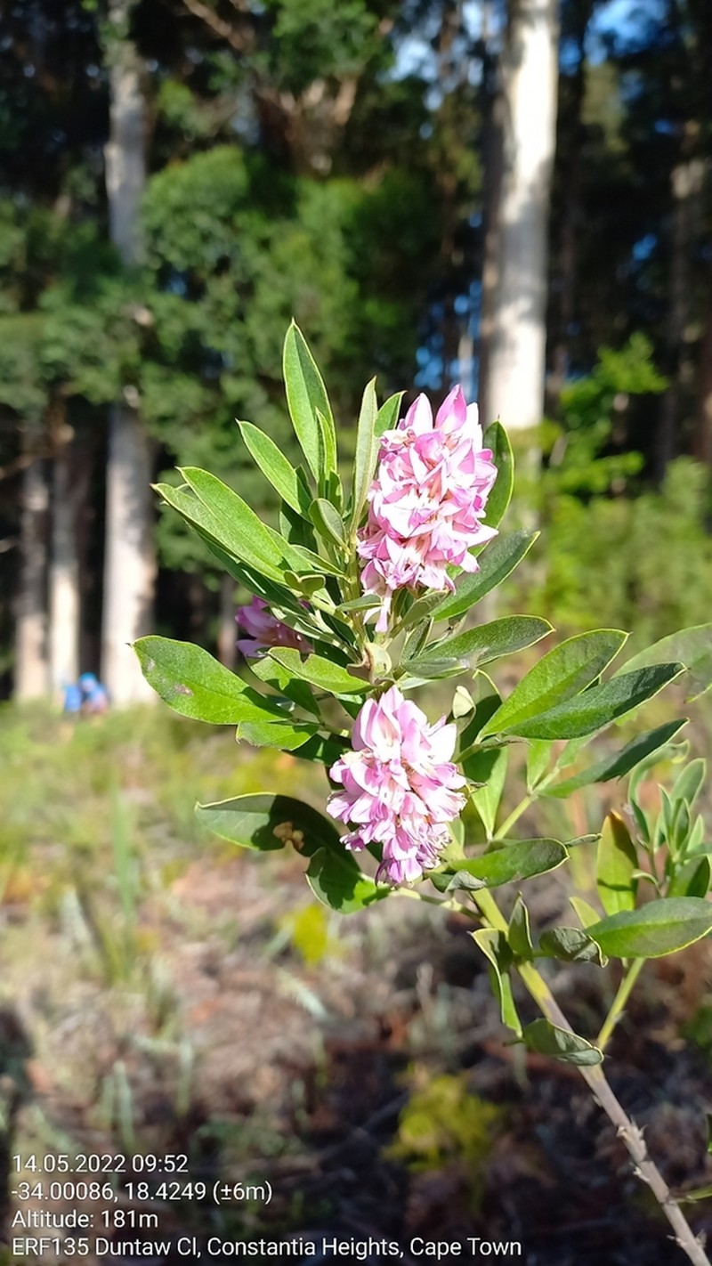 Indigofera cytisoides