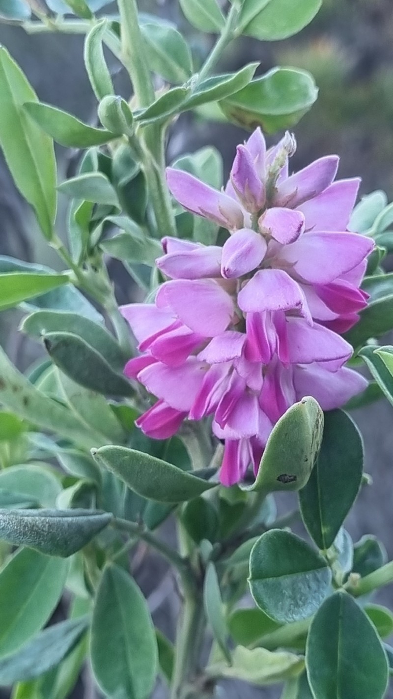 Indigofera cytisoides photo 2