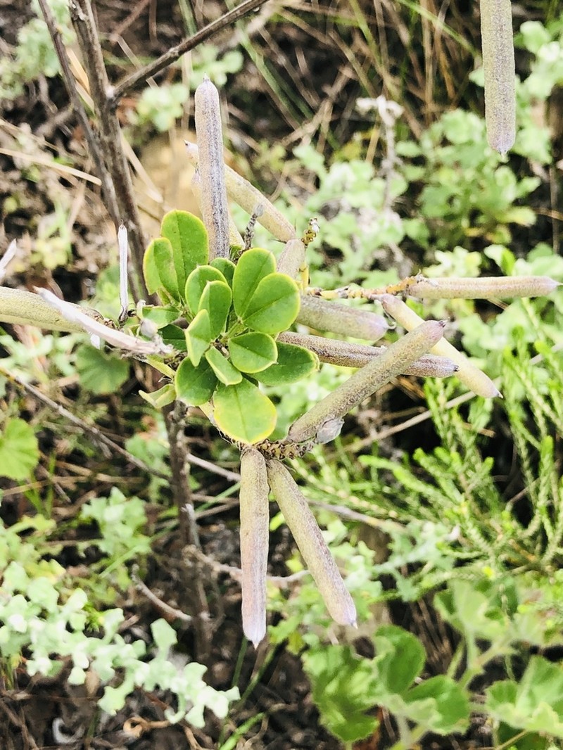 Indigofera cytisoides photo 3