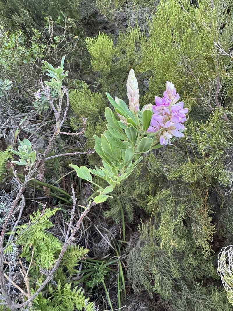Indigofera cytisoides photo 4
