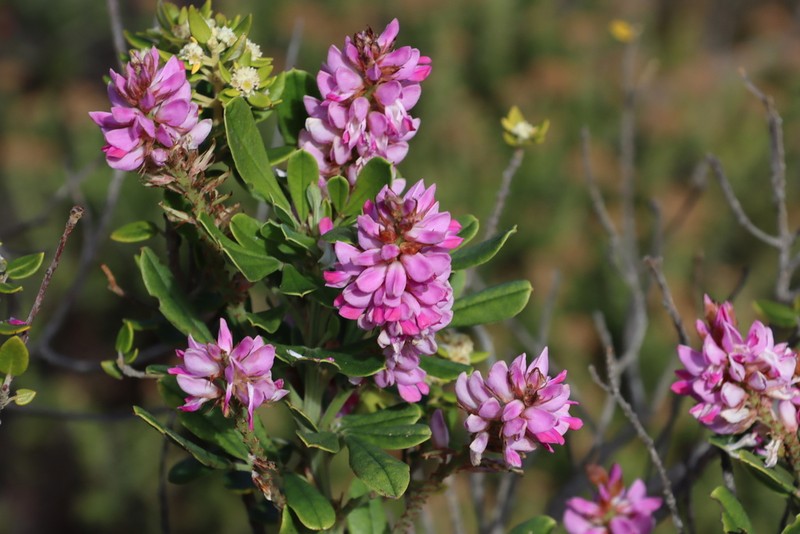 Indigofera cytisoides photo 5