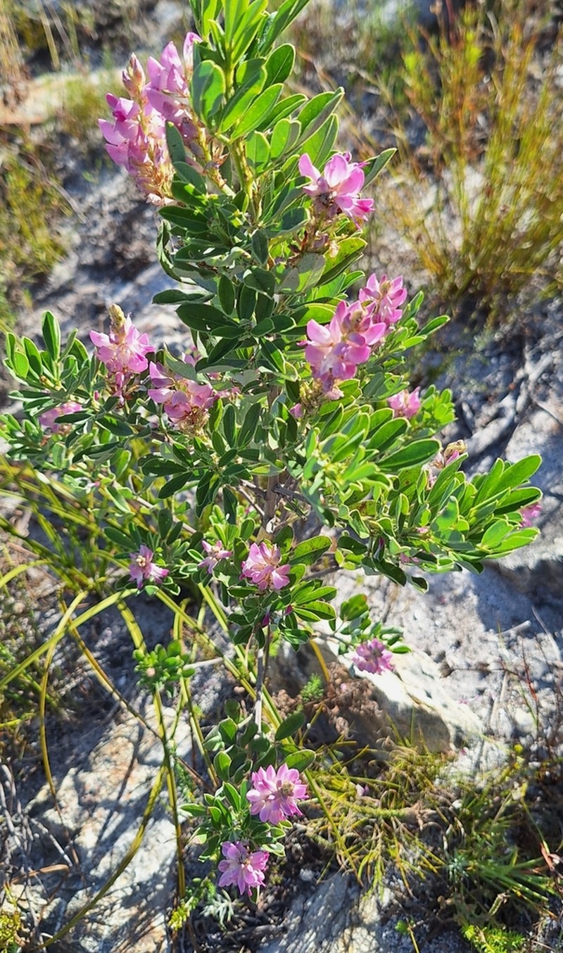 Indigofera cytisoides photo 6