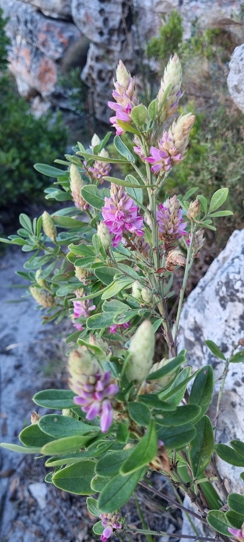 Indigofera cytisoides photo 7