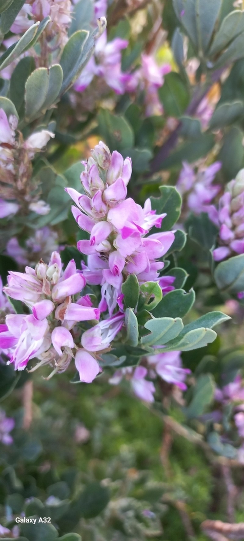 Indigofera cytisoides photo 8