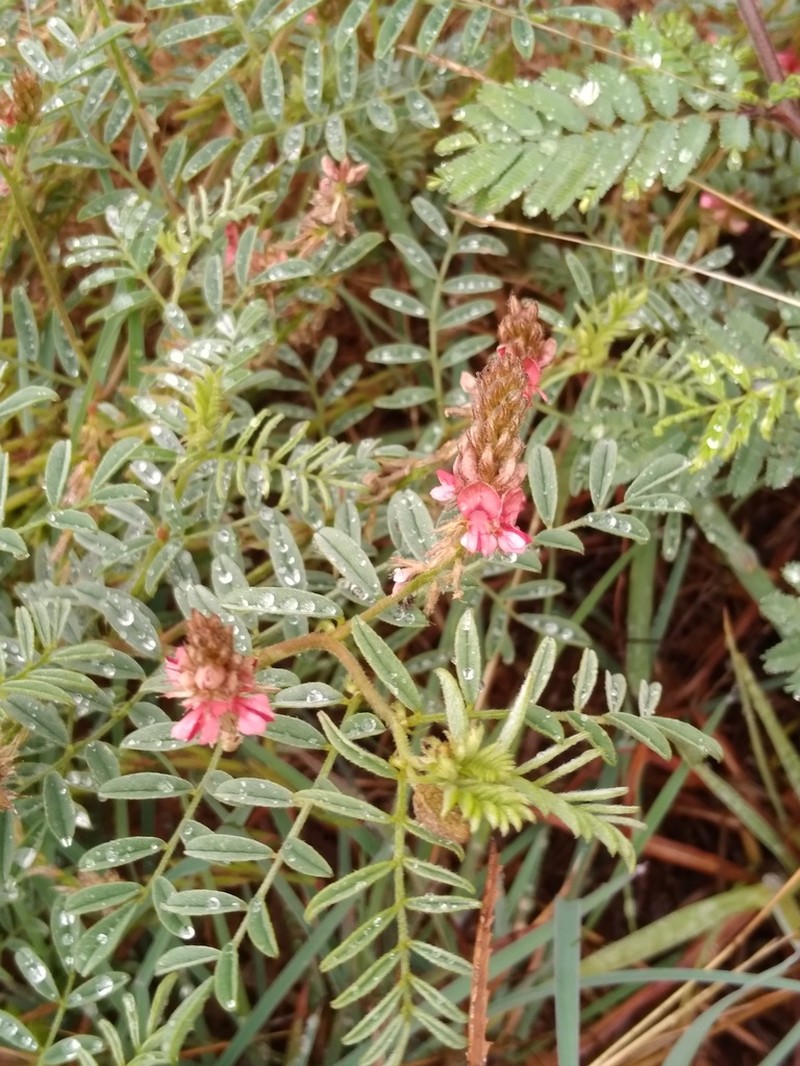 Indigofera daleoides