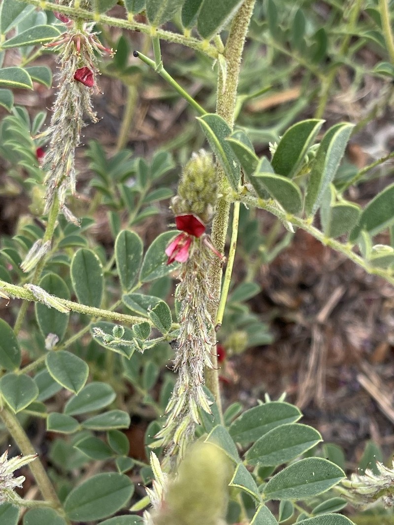 Indigofera daleoides photo 3