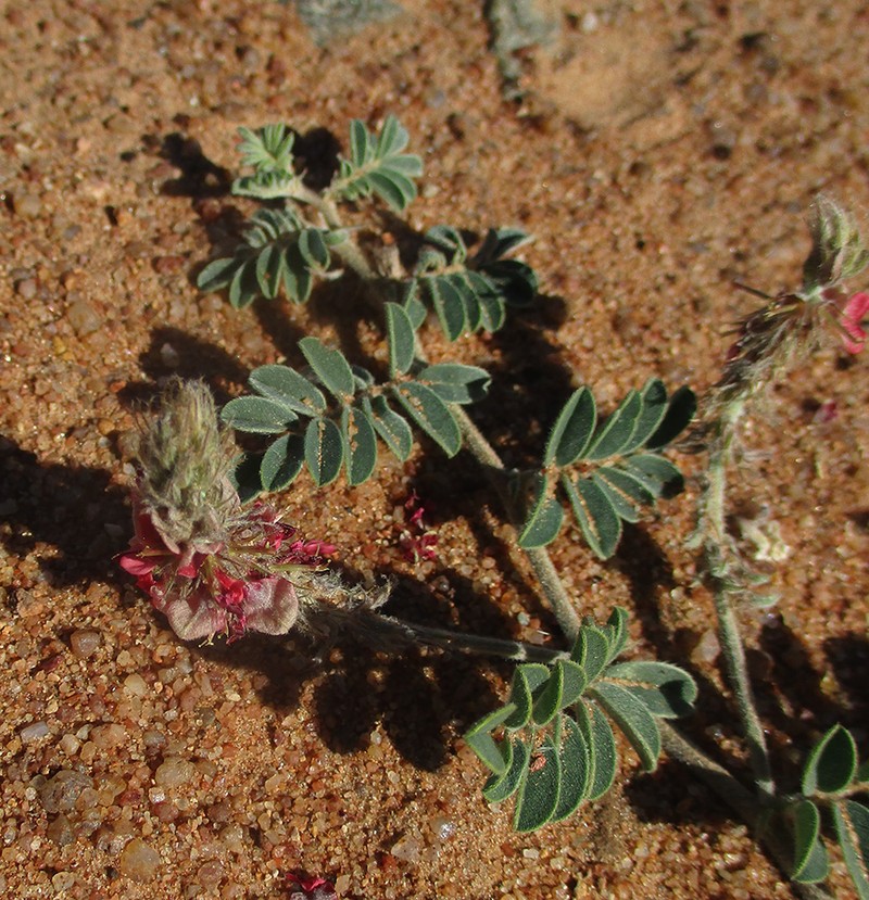 Indigofera daleoides photo 4