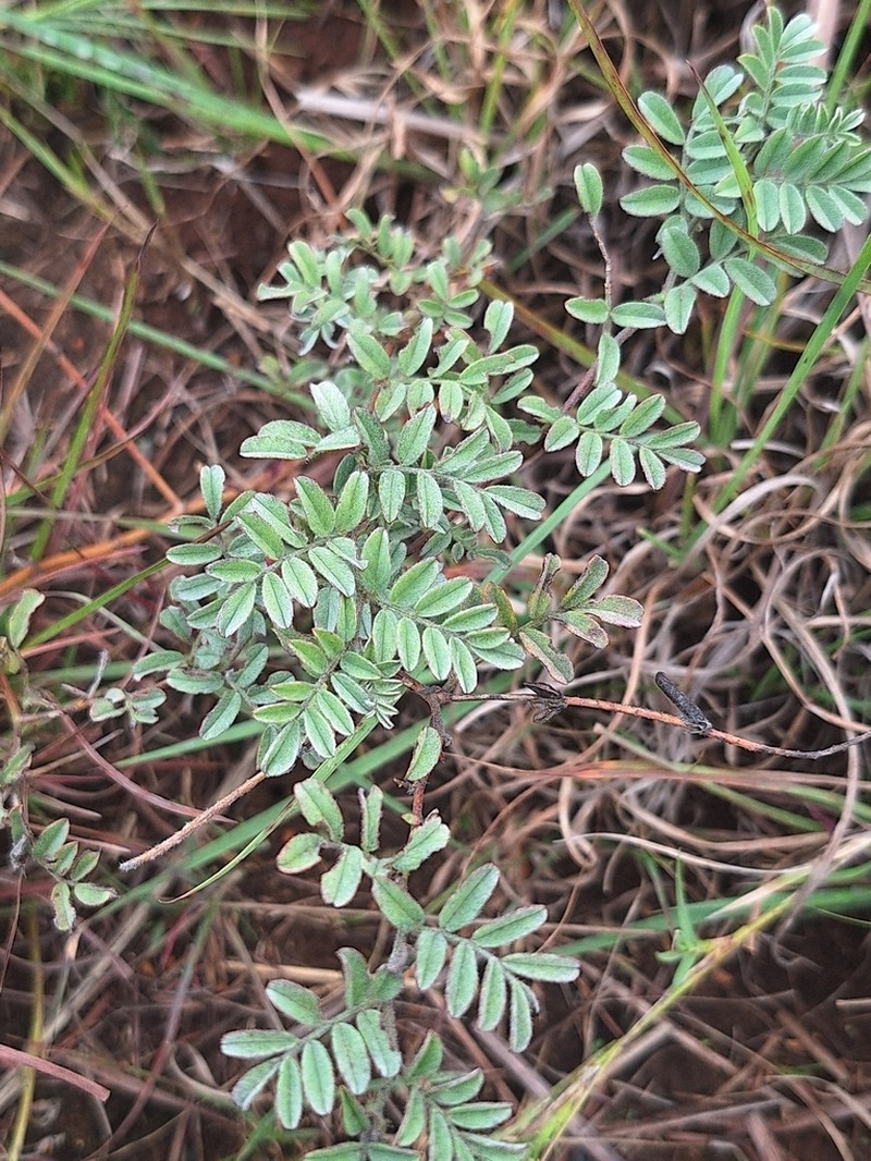 Indigofera daleoides photo 6