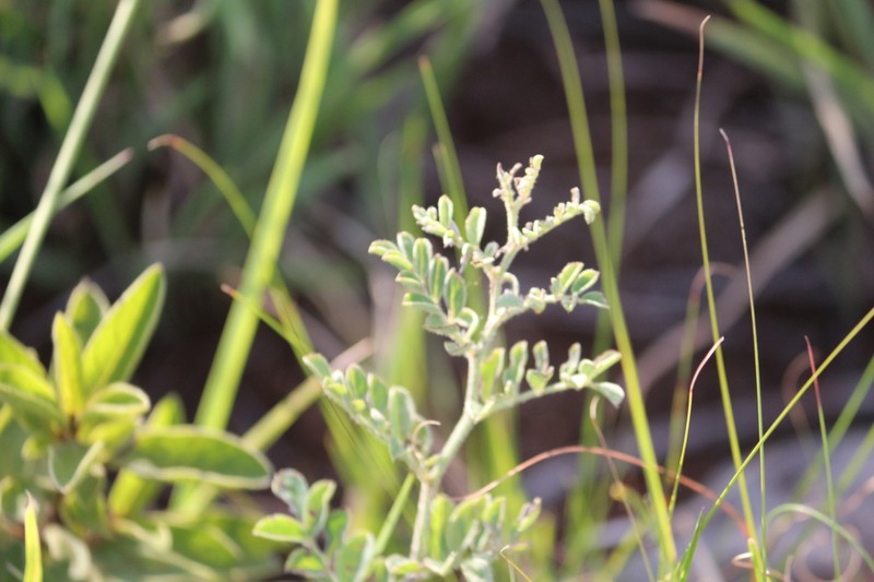 Indigofera daleoides photo 7