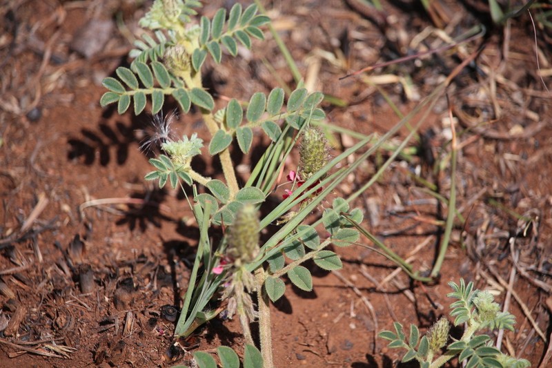 Indigofera daleoides photo 8
