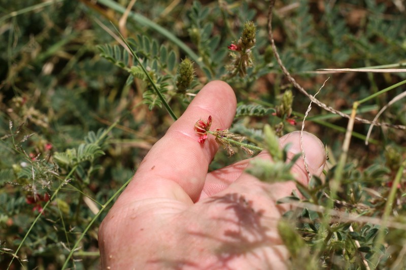 Indigofera daleoides var. daleoides