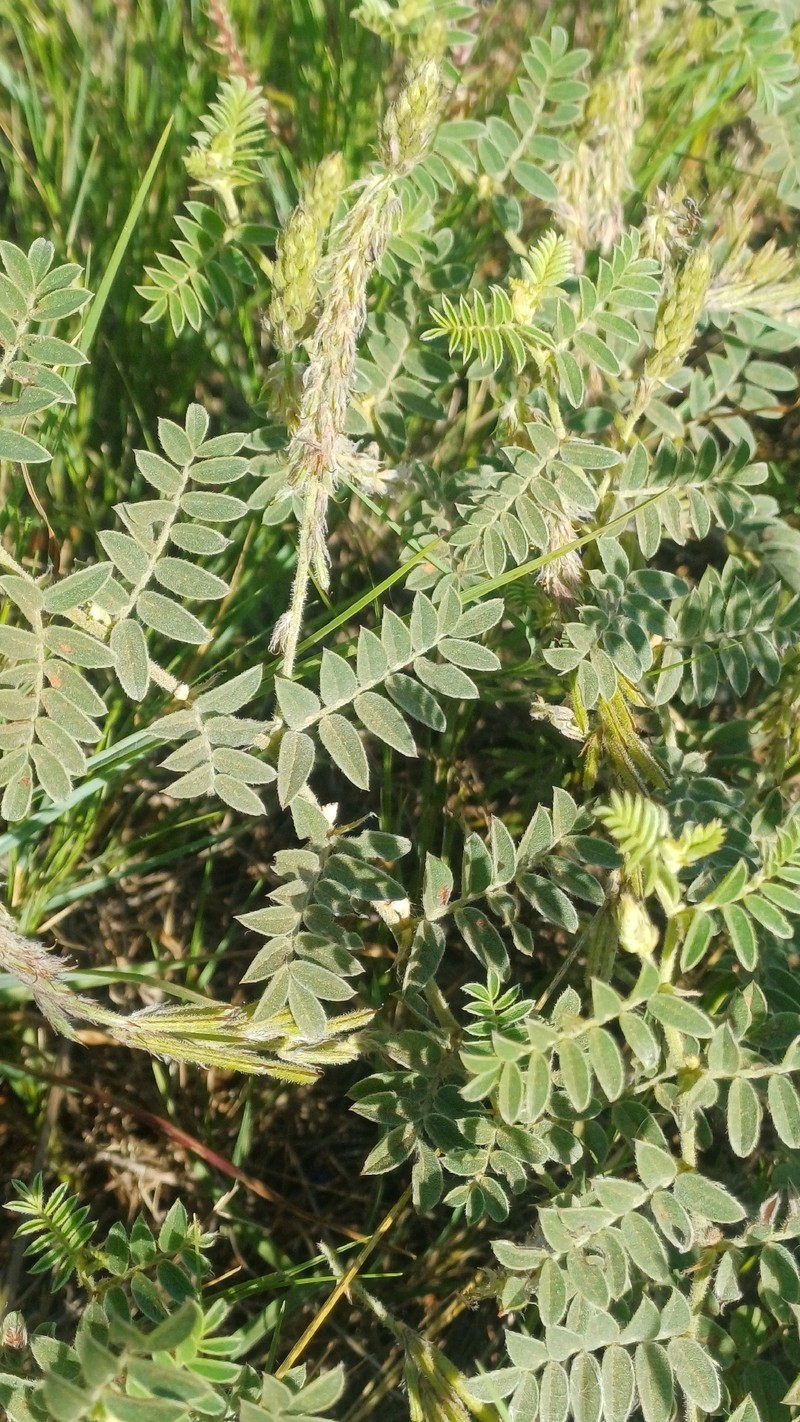 Indigofera daleoides var. daleoides photo 2