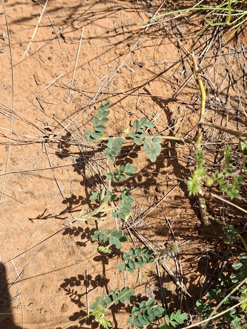 Indigofera daleoides var. daleoides photo 3