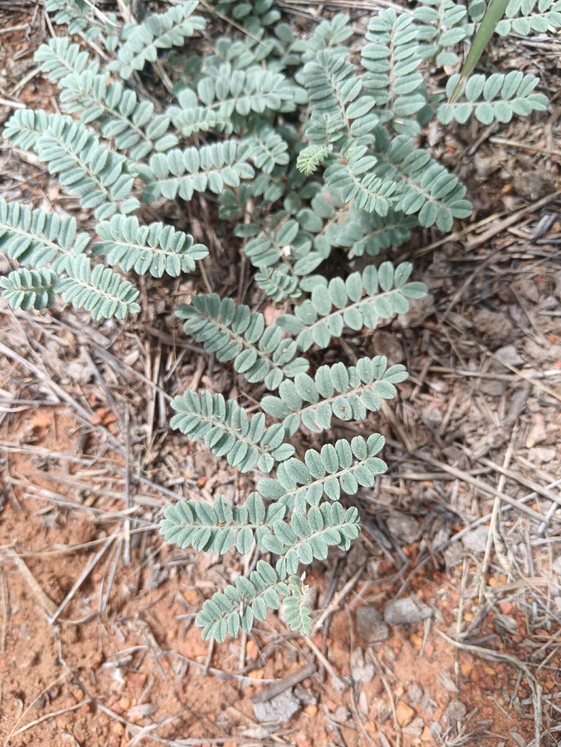 Indigofera daleoides var. daleoides photo 4