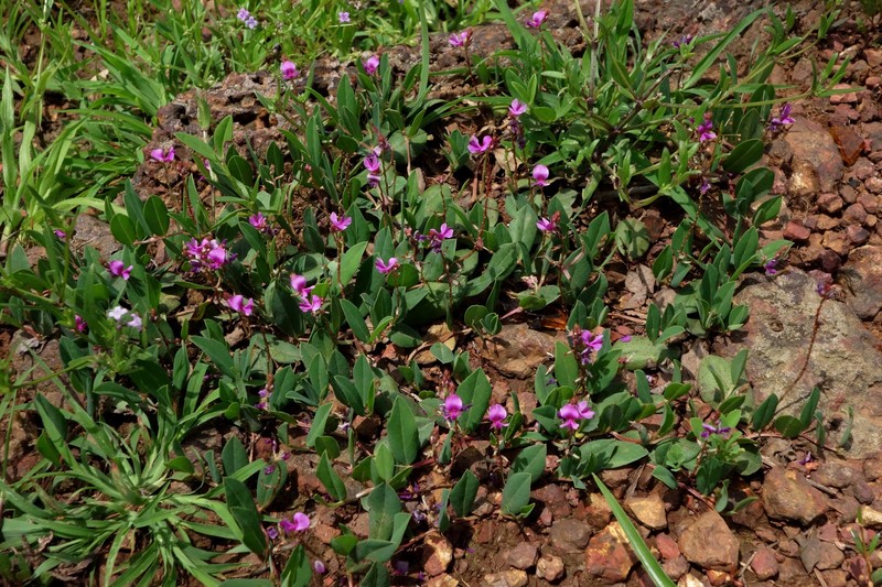 Indigofera dalzelliana photo 2