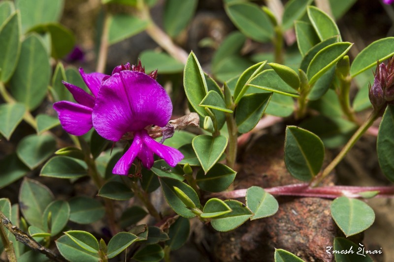 Indigofera dalzelliana photo 3