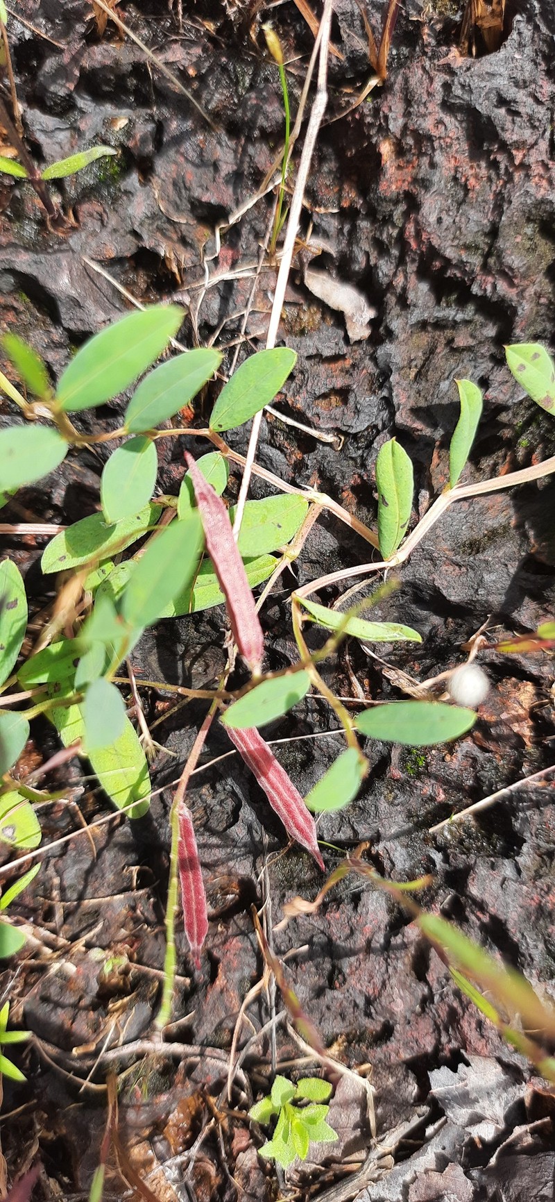 Indigofera dalzelliana photo 4