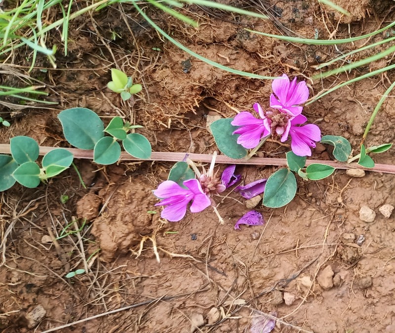 Indigofera dalzelliana photo 5