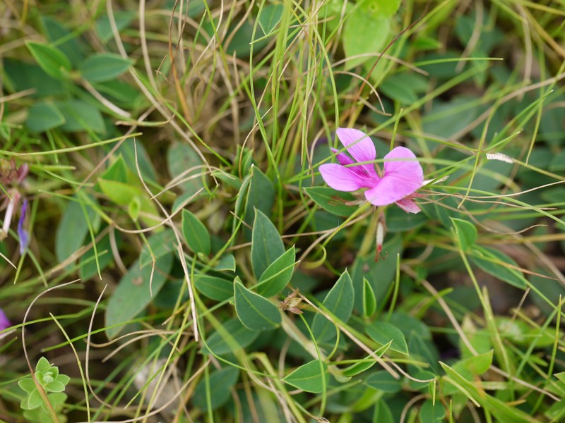 Indigofera dalzelliana