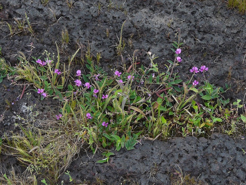 Indigofera dalzelliana photo 6