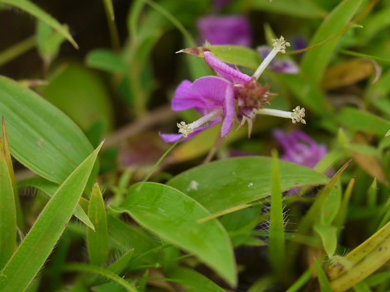 Indigofera dalzelliana photo 7