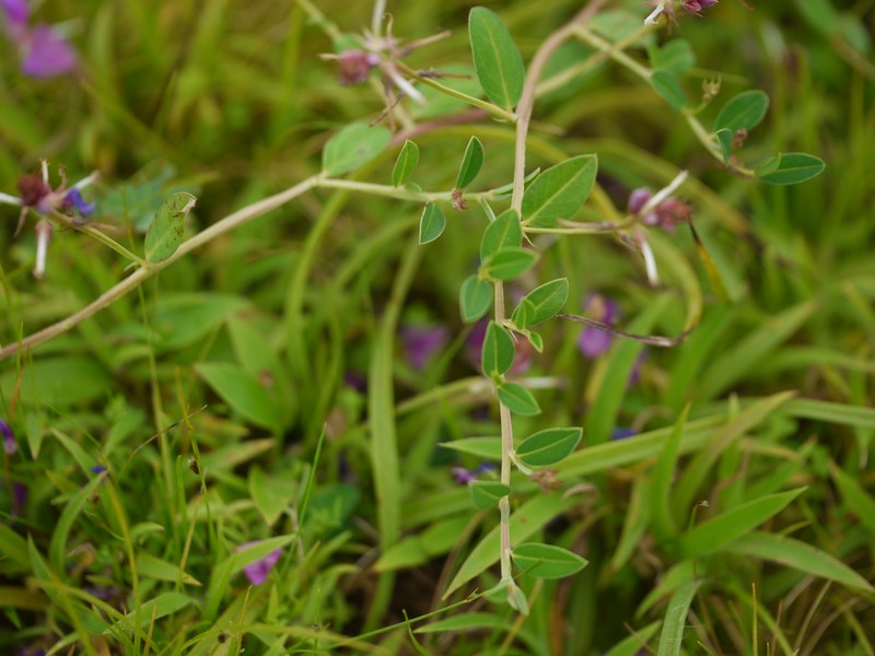 Indigofera dalzelliana photo 8