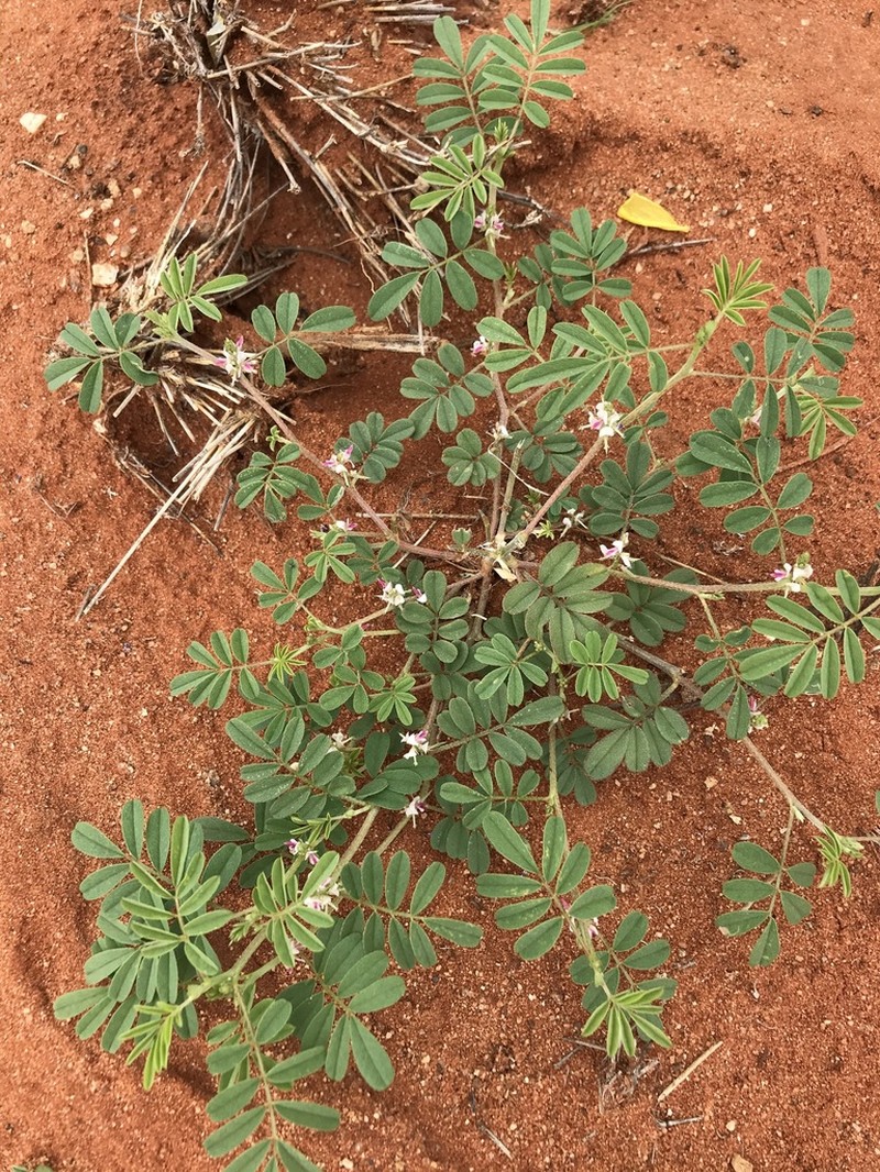 Indigofera damarana photo 2