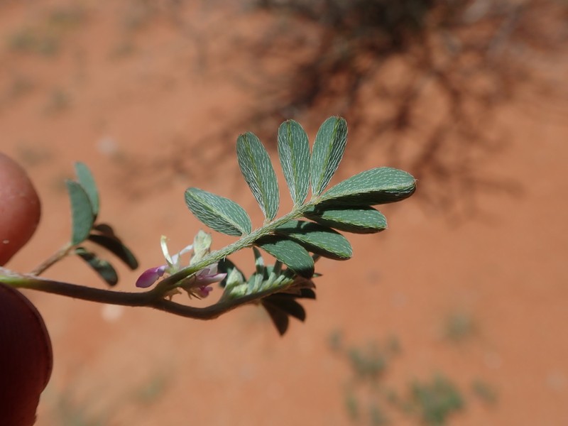 Indigofera damarana photo 3