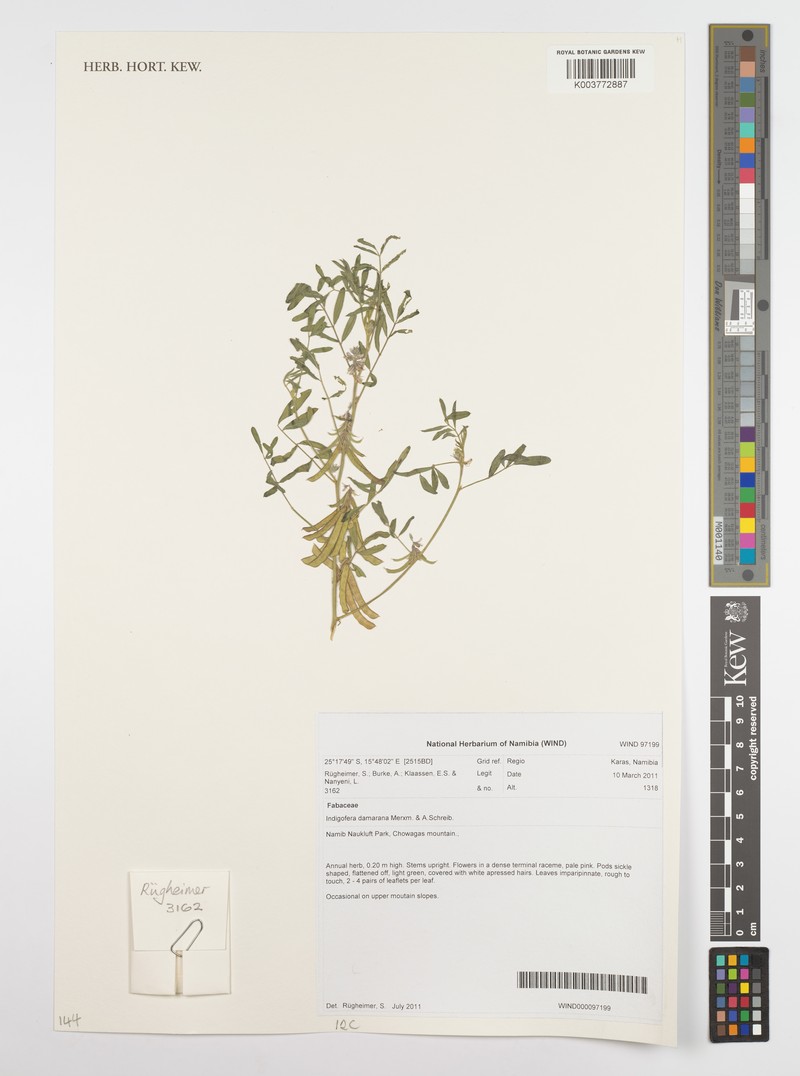 Indigofera damarana photo 4