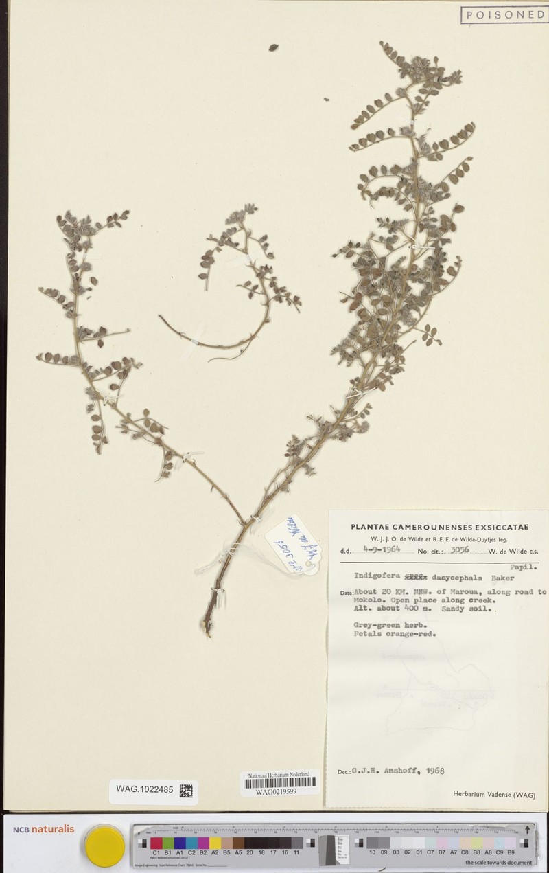 Indigofera dasycephala