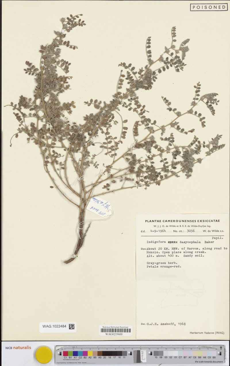 Indigofera dasycephala photo 2