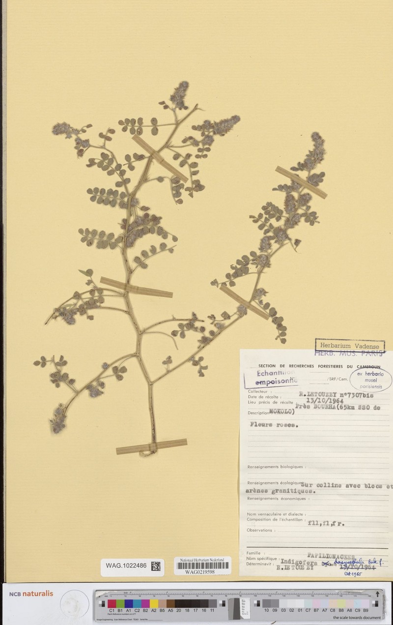 Indigofera dasycephala photo 3
