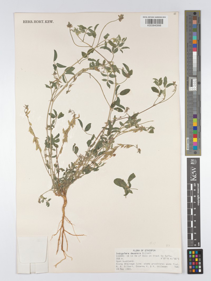 Indigofera dauensis