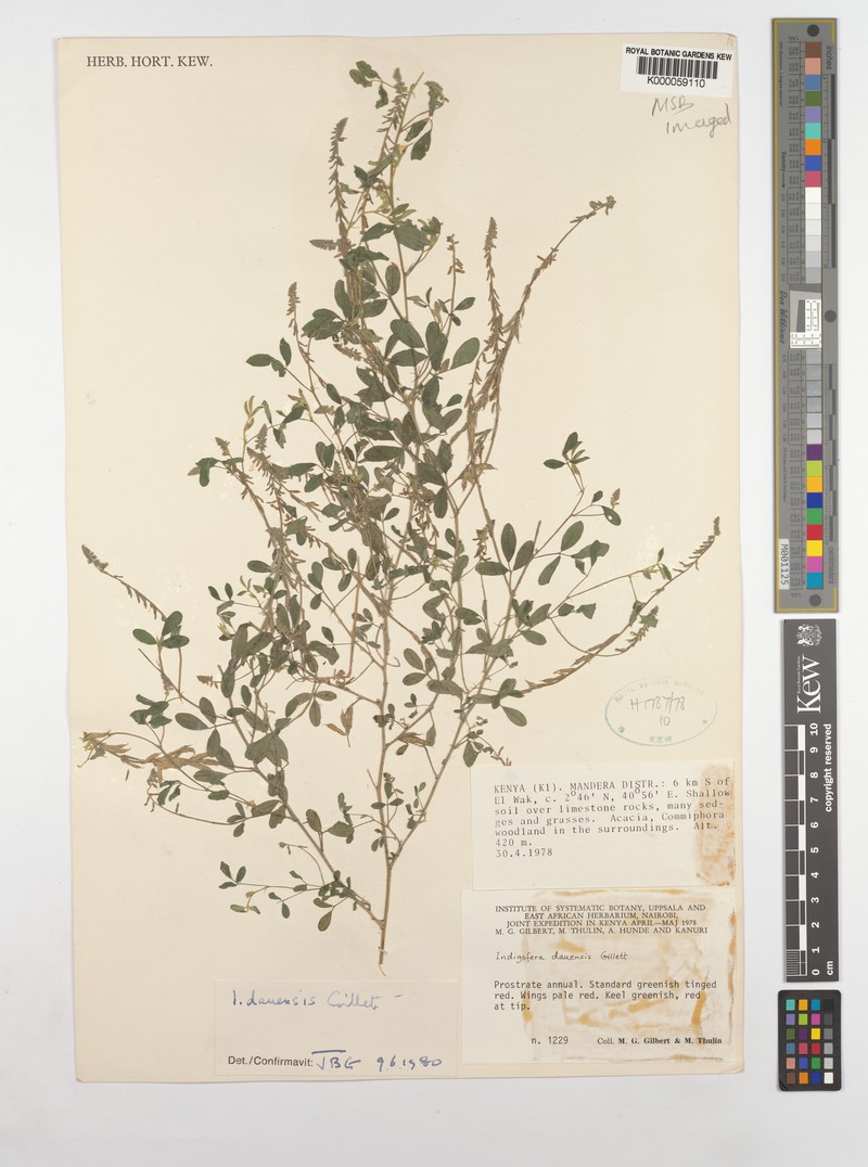 Indigofera dauensis photo 2