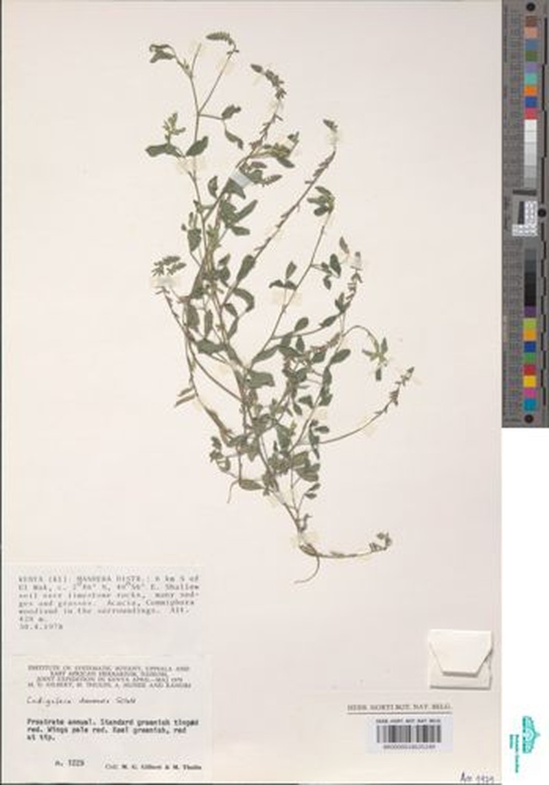 Indigofera dauensis photo 3