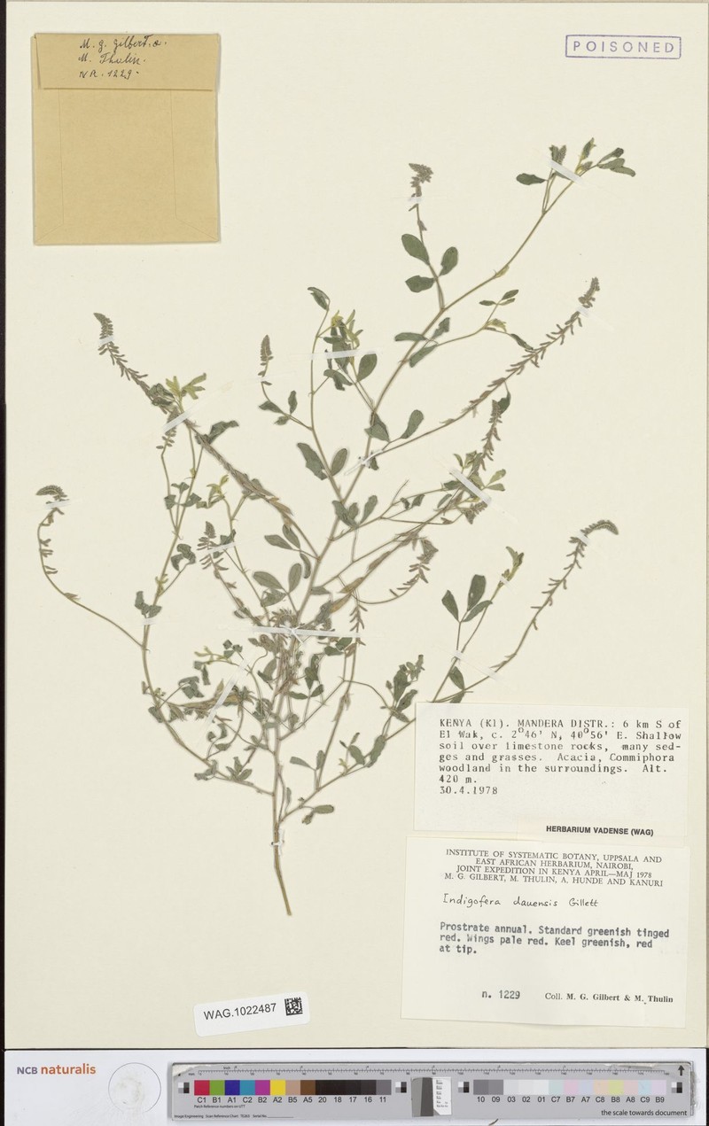 Indigofera dauensis photo 4