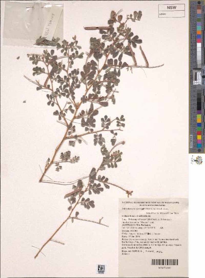 Indigofera decipiens photo 2