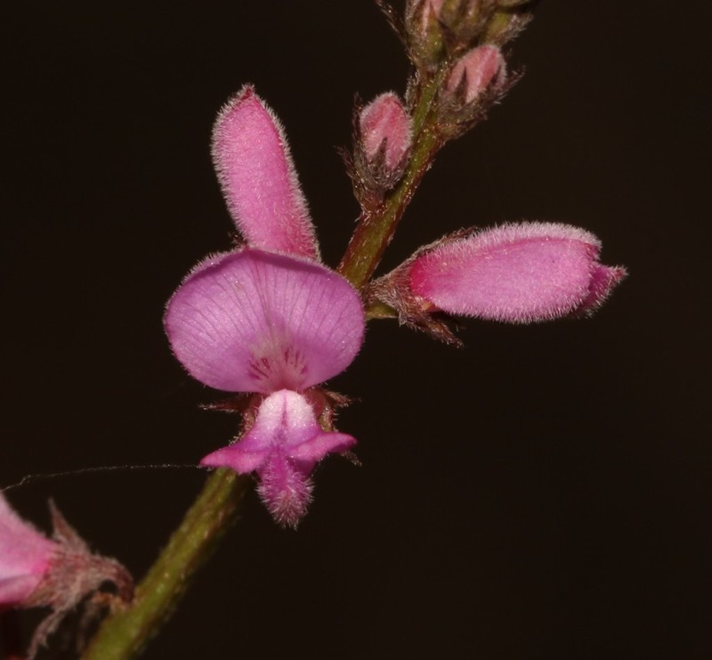Indigofera declinata