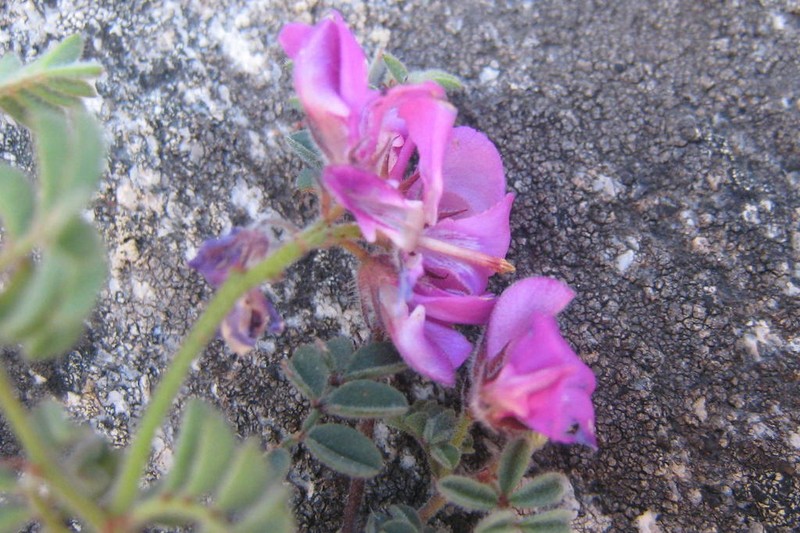 Indigofera declinata photo 2